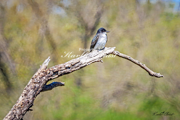 Eastern Kingbird 10 - May 05, 2025 DeSoto National Wildlife Refuge