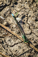 Blue-tailed Damselfly 1 - May 05, 2025 DeSoto National Wildlife Refuge