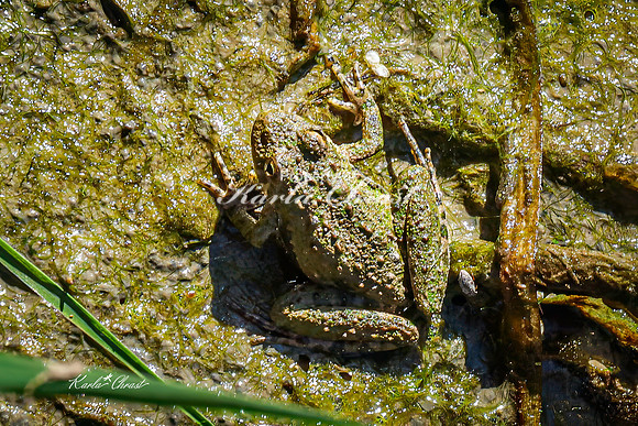 Blanchards Cricket Frog 1 - May 05, 2025 DeSoto National Wildlife Refuge