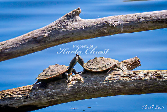 False Map Turtle 1 - May 05, 2025 DeSoto National Wildlife Refuge