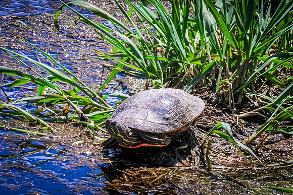 Painted Turtle 50 - May 12, 2026 Union Slough National Wildlife Refuge