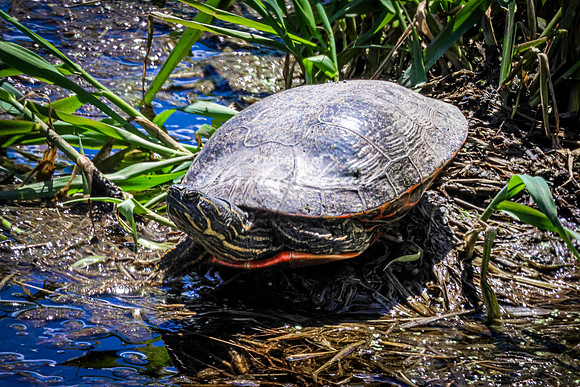 Painted Turtle 51  - May 12, 2026 Union Slough National Wildlife Refuge