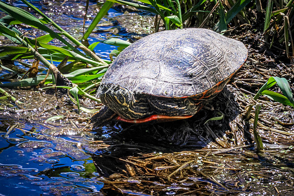 Painted Turtle 52 - May 12, 2026 Union Slough National Wildlife Refuge