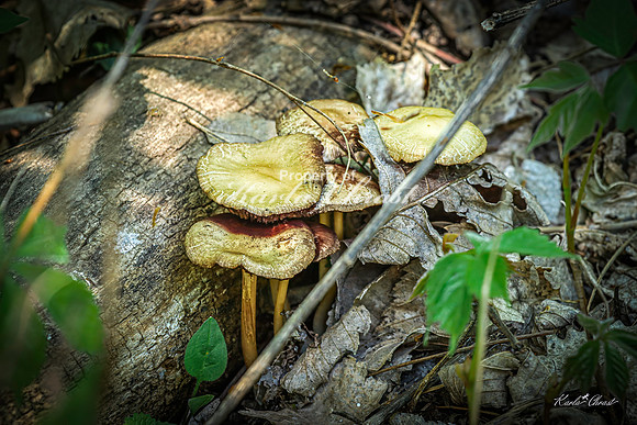Mushrooms 34 - May 05, 2025 DeSoto National Wildlife Refuge