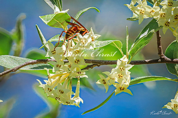 Northern Paper Wasp 2  - May 05, 2025 DeSoto National Wildlife Refuge