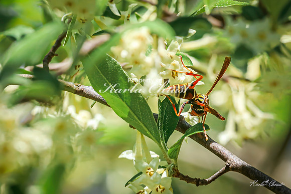 Northern Paper Wasp 3 - May 05, 2025 DeSoto National Wildlife Refuge