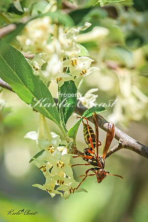 Northern Paper Wasp 4 - May 05, 2025 DeSoto National Wildlife Refuge