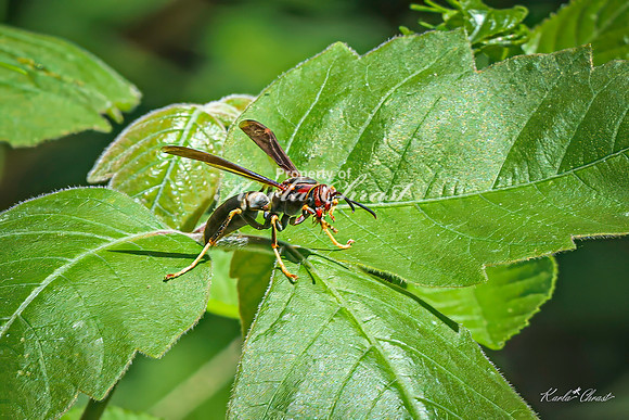 Northern Paper Wasp 5 - May 05, 2025 DeSoto National Wildlife Refuge