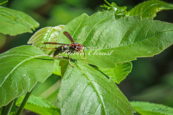 Northern Paper Wasp 6 - May 05, 2025 DeSoto National Wildlife Refuge