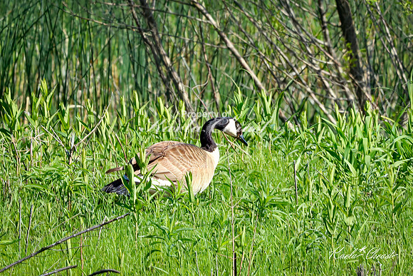 Canadian Goose 29 - May 05, 2025 DeSoto National Wildlife Refuge