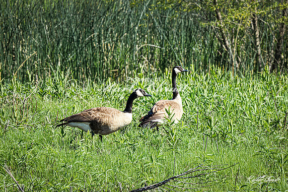 Canadian Goose 30 - May 05, 2025 DeSoto National Wildlife Refuge