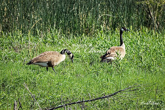 Canadian Goose 31 - May 05, 2025 DeSoto National Wildlife Refuge