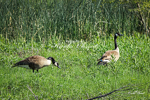 Canadian Goose 32 - May 05, 2025 DeSoto National Wildlife Refuge