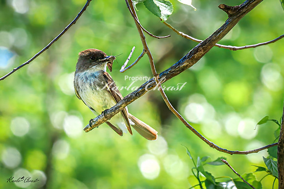 Eastern Phoebe 5 - May 05, 2025 DeSoto National Wildlife Refuge