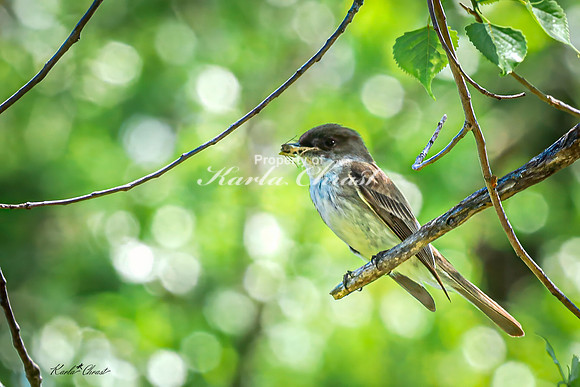 Eastern Phoebe 6 - May 05, 2025 DeSoto National Wildlife Refuge