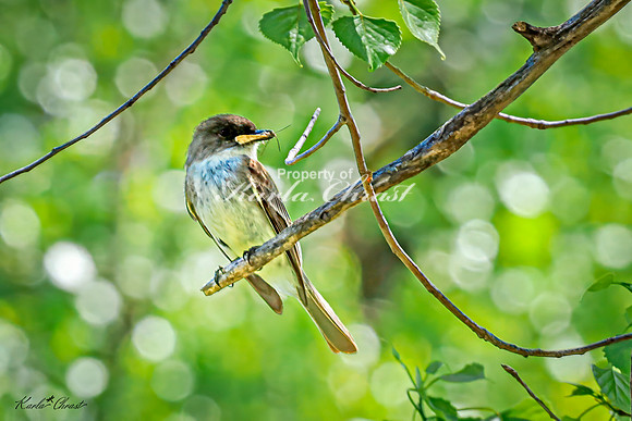 Eastern Phoebe 7 - May 05, 2025 DeSoto National Wildlife Refuge