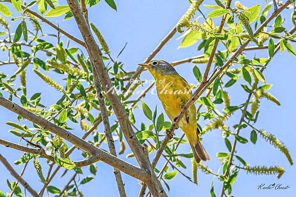Nashville Warbler 2 - May 05, 2025 DeSoto National Wildlife Refuge