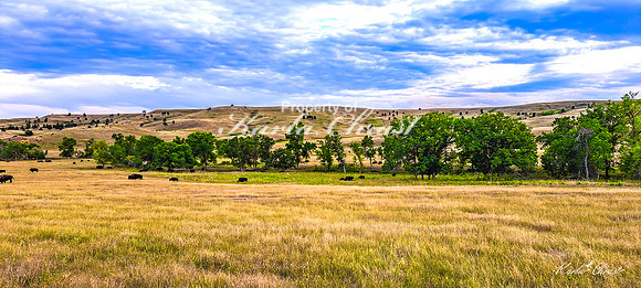 Custer State Park 104 - September 11, 2024 Custer State Park