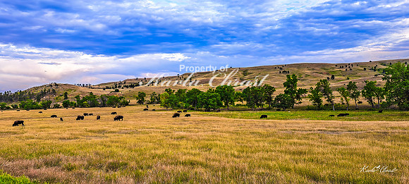 Custer State Park 105 - September 11, 2024 Custer State Park