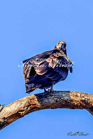 Turkey Vulture 9 - September 11, 2024 Custer State Park