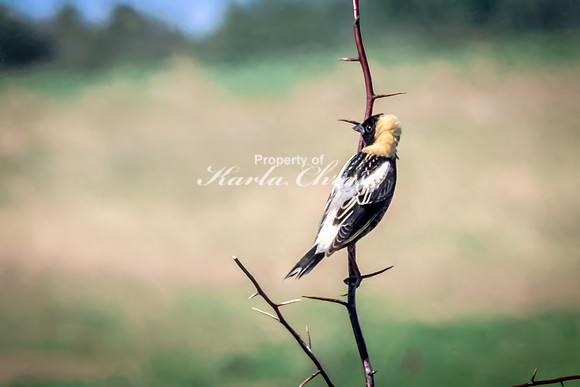 Bobolink 5 - May 12, 2026 Union Slough National Wildlife Refuge