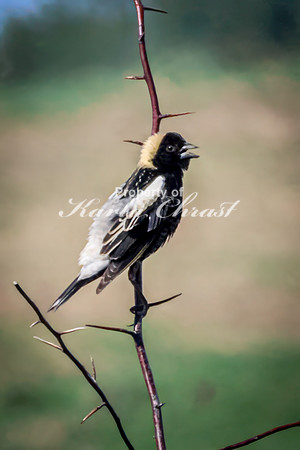 Bobolink 6 - May 12, 2026 Union Slough National Wildlife Refuge