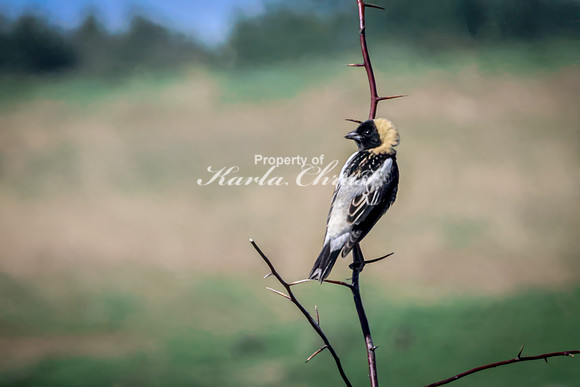 Bobolink 7  - May 12, 2026 Union Slough National Wildlife Refuge