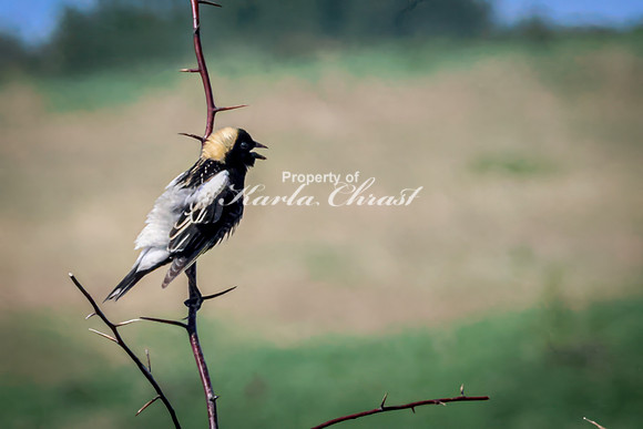 Bobolink 8  - May 12, 2026 Union Slough National Wildlife Refuge