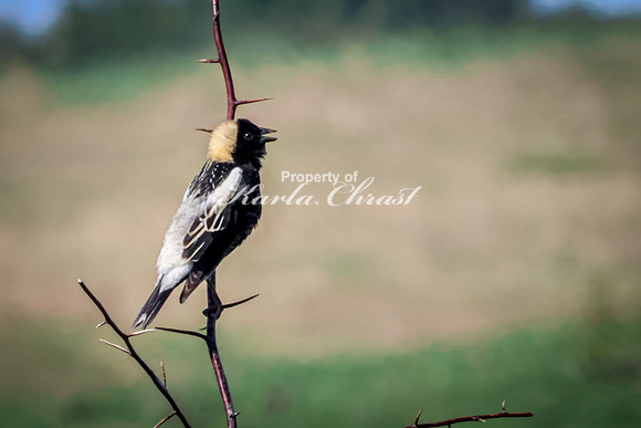 Bobolink 9 - May 12, 2026 Union Slough National Wildlife Refuge