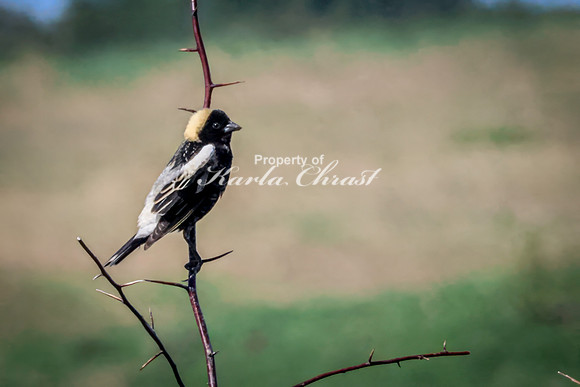Bobolink 12 - May 12, 2026 Union Slough National Wildlife Refuge