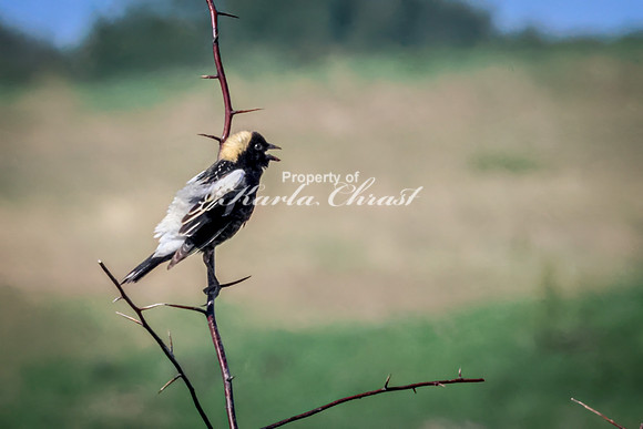 Bobolink 14 - May 12, 2026 Union Slough National Wildlife Refuge