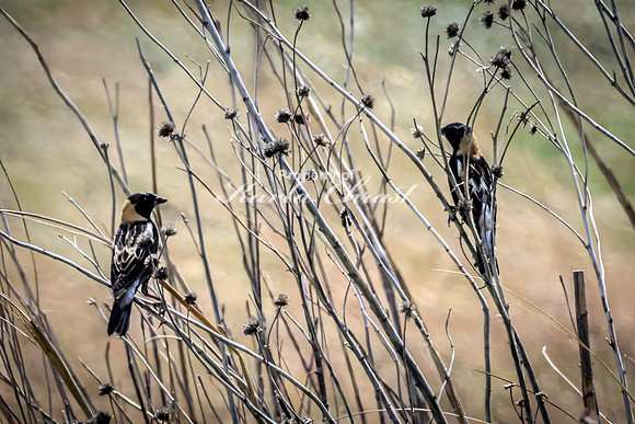Bobolink 14 - May 12, 2026 Union Slough National Wildlife Refuge