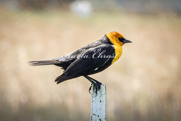 Yellow-headed Blackbird 1 - May 12, 2026 Union Slough National Wildlife Refuge