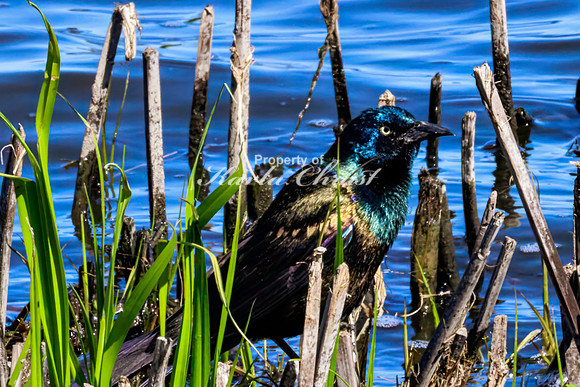 Common Grackle 2 - May 12, 2026 Union Slough National Wildlife Refuge