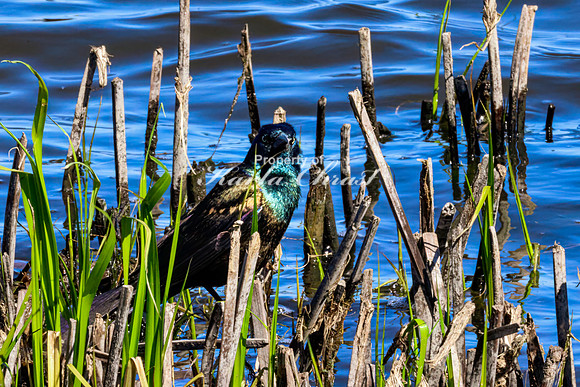 Common Grackle 3 - May 12, 2026 Union Slough National Wildlife Refuge