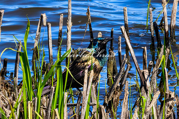 Common Grackle 4 - May 12, 2026 Union Slough National Wildlife Refuge