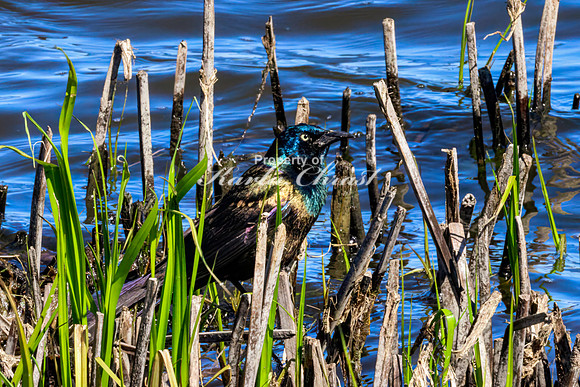 Common Grackle 5 - May 12, 2026 Union Slough National Wildlife Refuge