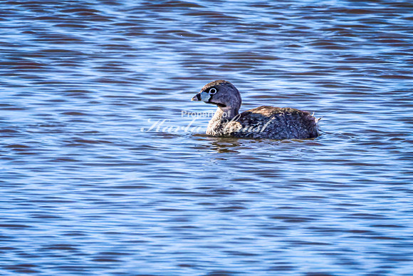 Pied-billed Grebe 16 - May 12, 2026 Union Slough National Wildlife Refuge