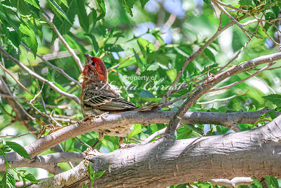 House Finch 30 - May 12, 2026 Union Slough National Wildlife Refuge