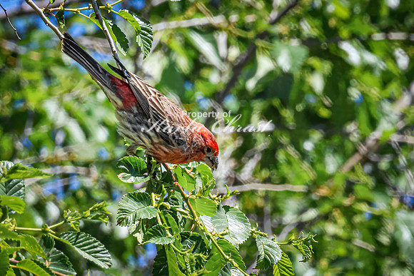 House Finch 31 - May 12, 2026 Union Slough National Wildlife Refuge