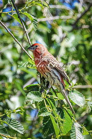 House Finch 32 - May 12, 2026 Union Slough National Wildlife Refuge