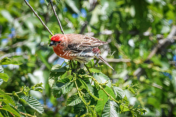 House Finch 33 - May 12, 2026 Union Slough National Wildlife Refuge