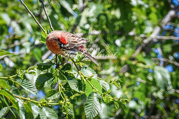 House Finch 34 - May 12, 2026 Union Slough National Wildlife Refuge