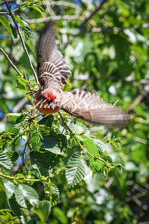 House Finch 35 - May 12, 2026 Union Slough National Wildlife Refuge