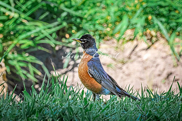 American Robin - May 12, 2026 Riverside Park - Estherville Iowa