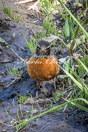 American Robin - May 12, 2026 Riverside Park - Estherville Iowa