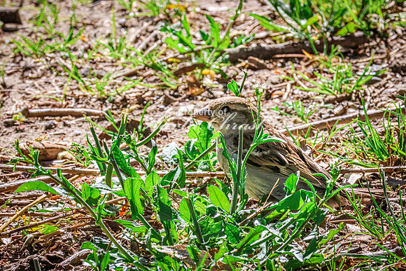 House Sparrow 3- May 12, 2026 Riverside Park - Estherville Iowa
