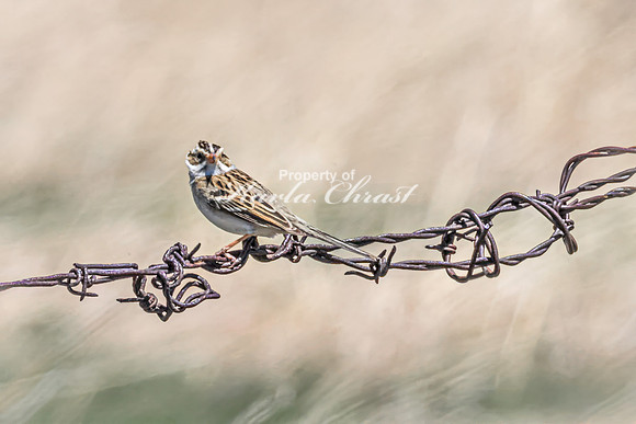 Clay-Colored Sparrow 1 - May 12, 2026 Union Slough National Wildlife Refuge