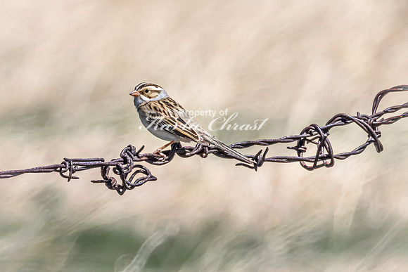 Clay-Colored Sparrow 2 - May 12, 2026 Union Slough National Wildlife Refuge