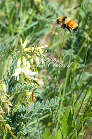 Bumble Bee 24 - June 6,2024 - Little Bighorn Battlefield National Monument
